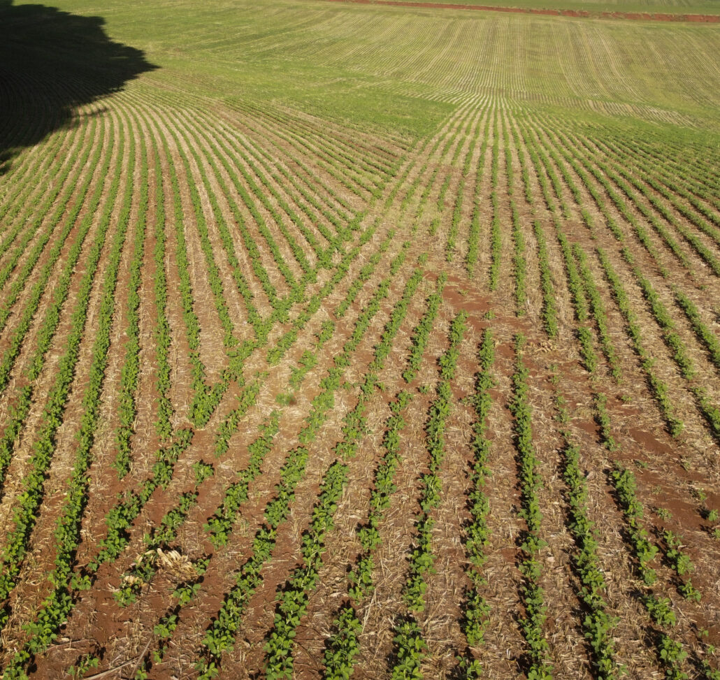 Lavoura de soja mostrando o resultado do desligamento linha a linha, evitando sobreposição de sementes e garantindo um plantio uniforme e eficiente